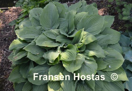 Hosta Purple Boots